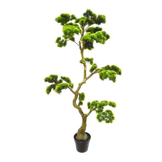 Planta pinheiro bonsai JOM BONSAI - Image product