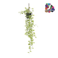Planta JOM JA-218544