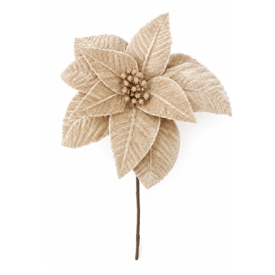 Haste Poinsetia JOM 52-EL-10389 - Image product